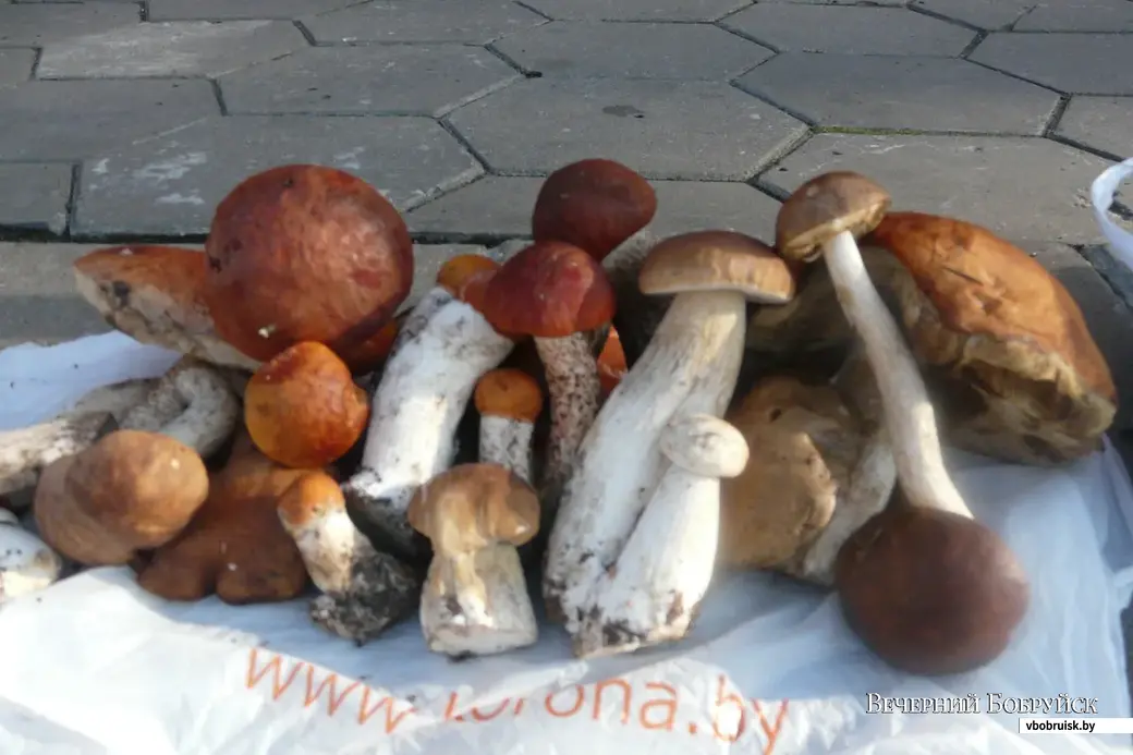 Михаил Молокович собрал грибы возле Щатково.
