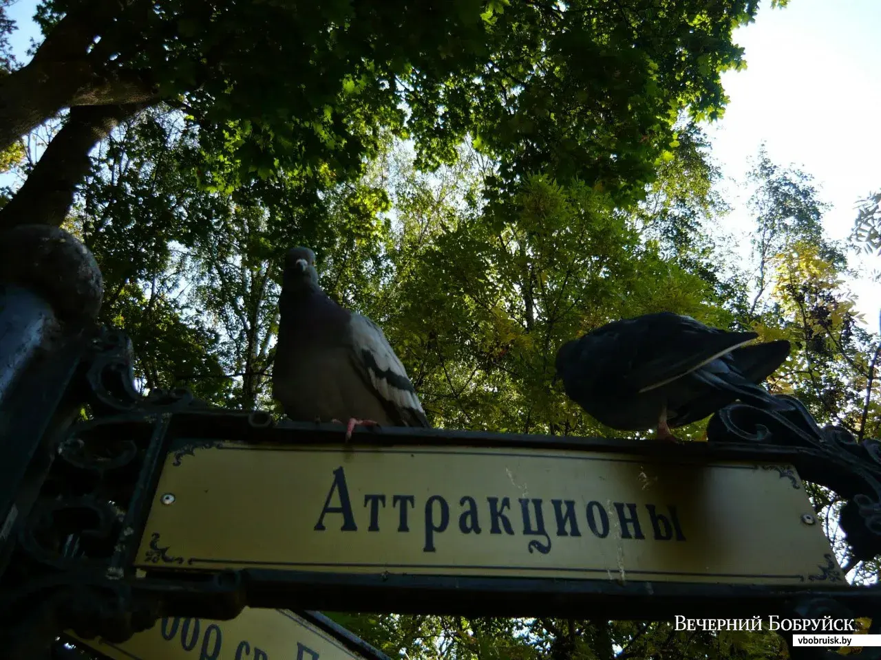 Один день в Гомеле или прогулка по дворцовому парку, выставка шоколада и  встреча с наглыми белками | bobruisk.ru