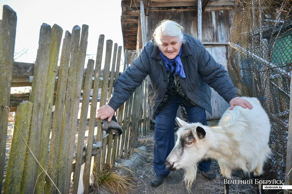 В гостях у ее величества Козы | bobruisk.ru