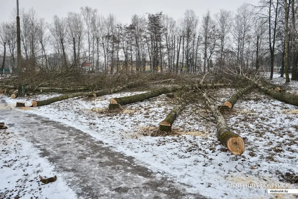 05.02.2015, Бобруйск. Вырубка деревьев в защитной зеленой зоне на улице Лынькова.