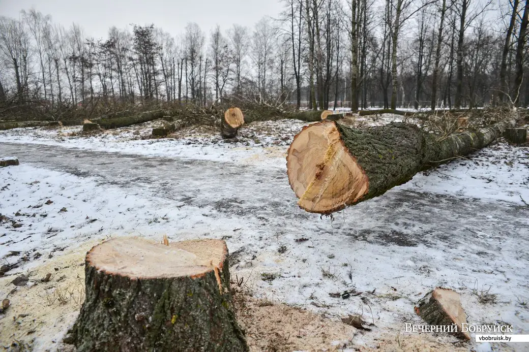 05.02.2015, Бобруйск. Вырубка деревьев в защитной зеленой зоне на улице Лынькова.
