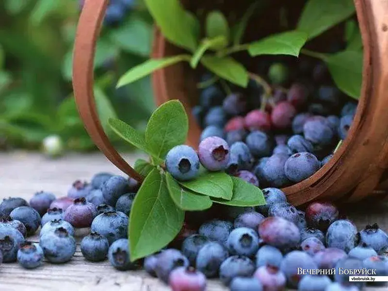 Голубика садовая – 10 полезных свойств