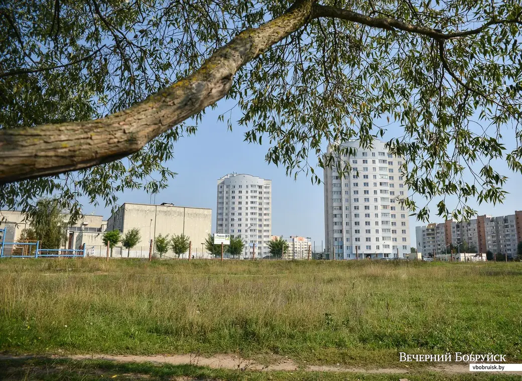 23.09.2015, Бобруйск. Дерево на месте будущего Молодежного парка.