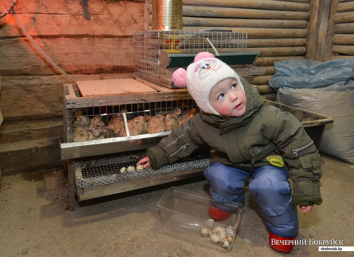 Перепелки – это не только диетическое мясо, но и хороший приработок |  bobruisk.ru