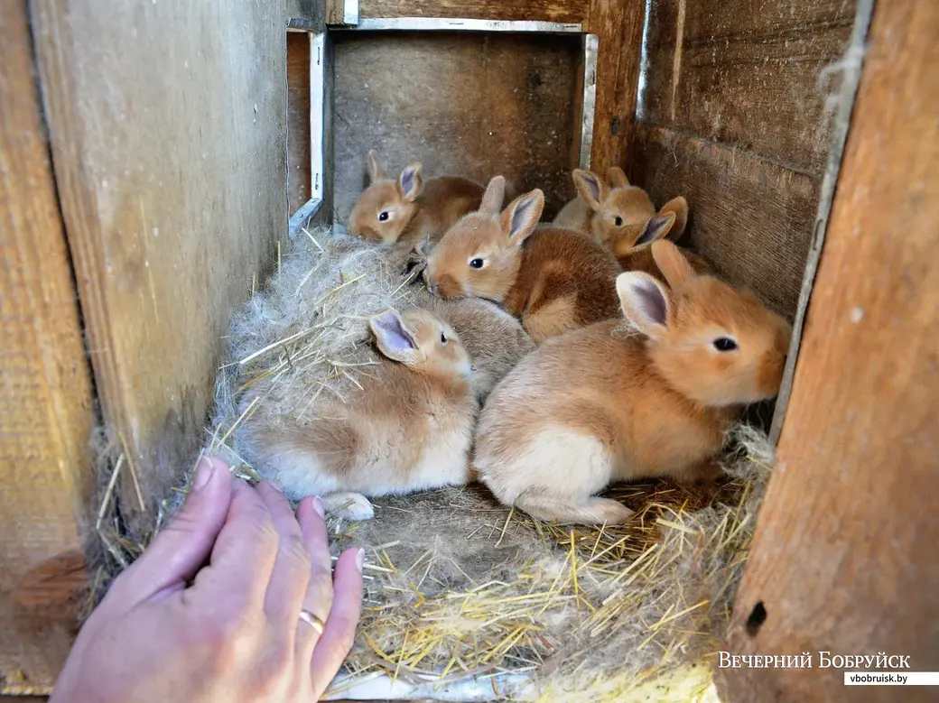 Новый помет крольчат. Врублевские говорят, сначала с живностью были проблемы: не знали, что