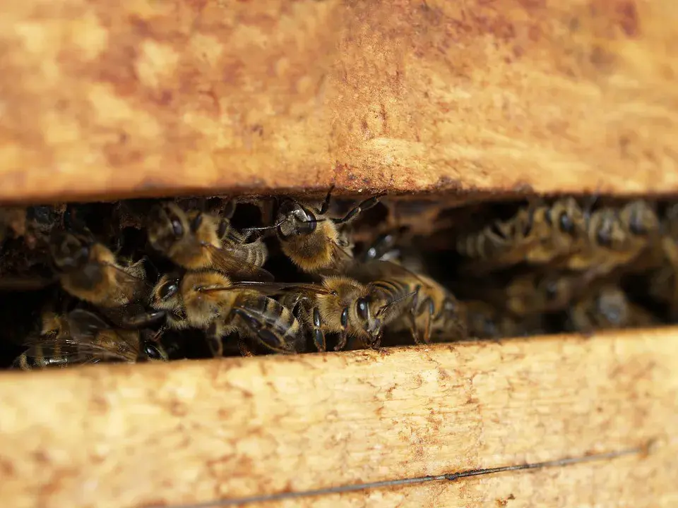 Можно ли держать пчел на дачном участке?