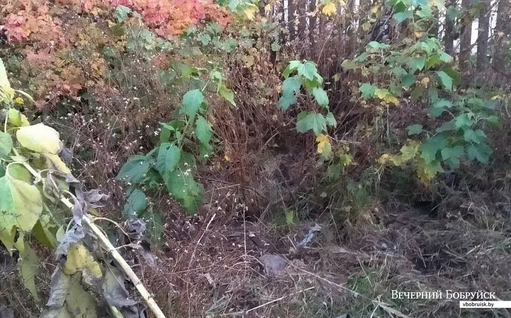 Место, где, предположительно, нашли младенца.
