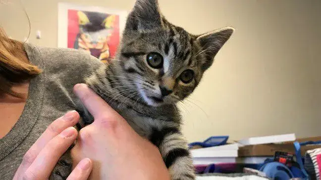 Котенка прозвали Шиповником (Briar).