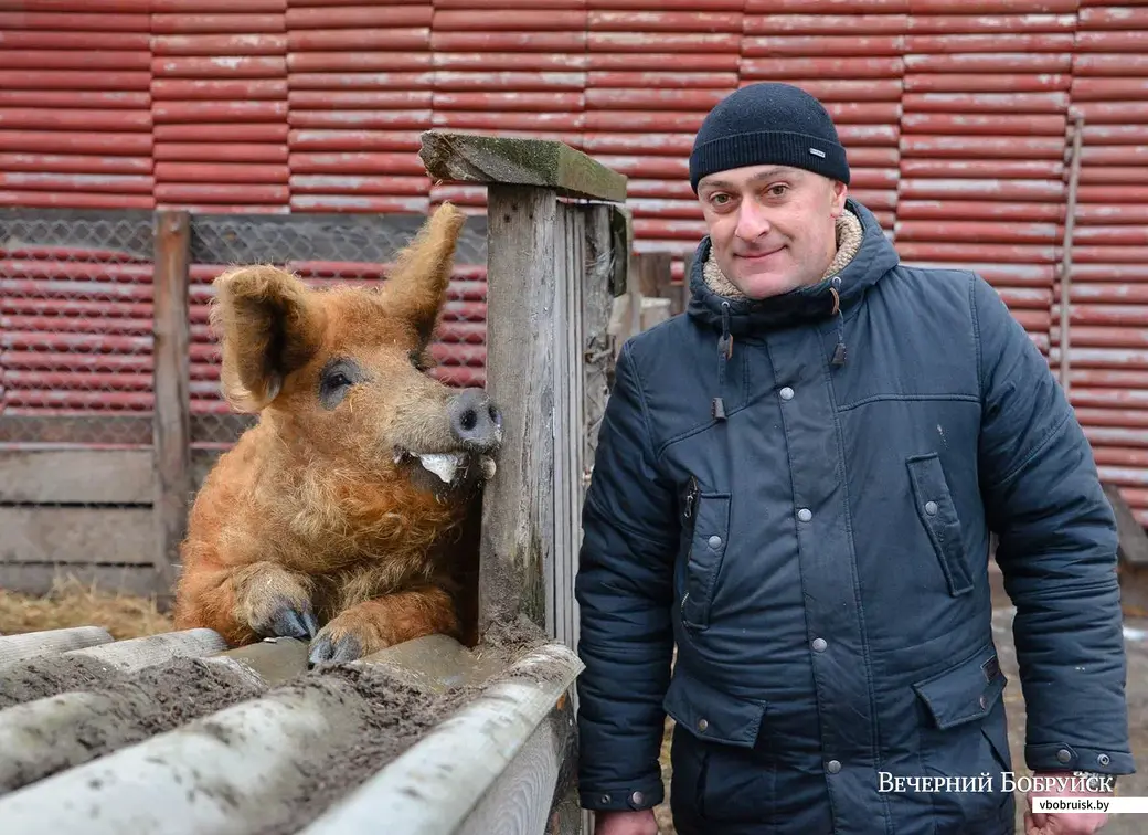 Игорь Глушаков и его хряк по кличке «Рыжий», который весит около 400 кг.