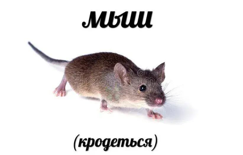 Сказка об утерянном Мягком знаке и Безударной гласной.