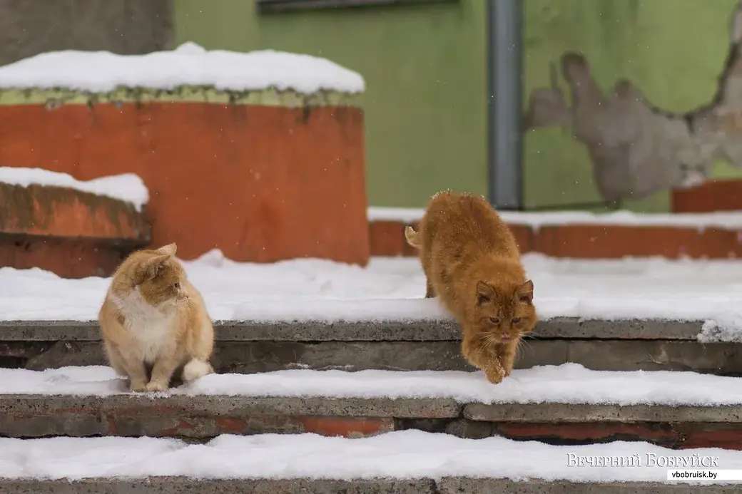 Фото Елизаветы ХАМРЕНКО.