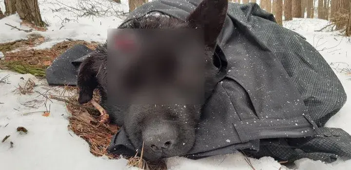 Собака, которую избили в Брестской области