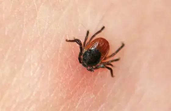 Фото сайта encephalitis.ru использовано в качестве илюстрации