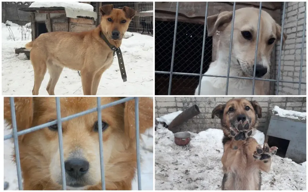 Питомцы приюта «Добродетель». Фото из соцсети