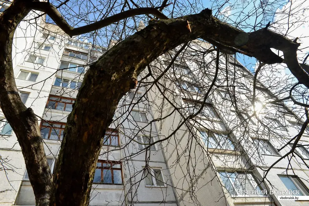 19.03.2019. Старая яблоня у дома №34 на улице Красноармейской, из-за которой возник конфликт.