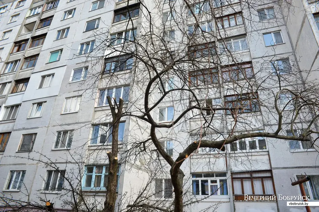 19.03.2019. Конфликт жильцов у дома №34 на улице Красноармейской из-за старой яблони.