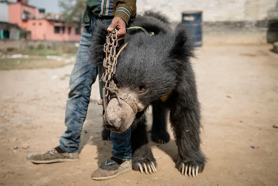 «Последний танец»
Фото: Neil D'Cruze / Pictures of the Year International