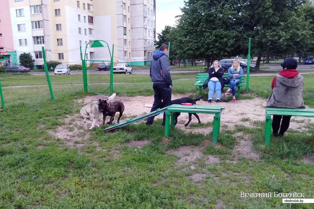Таким собакам на такой площадке мало места. Фото Артёма Лукьяновича
