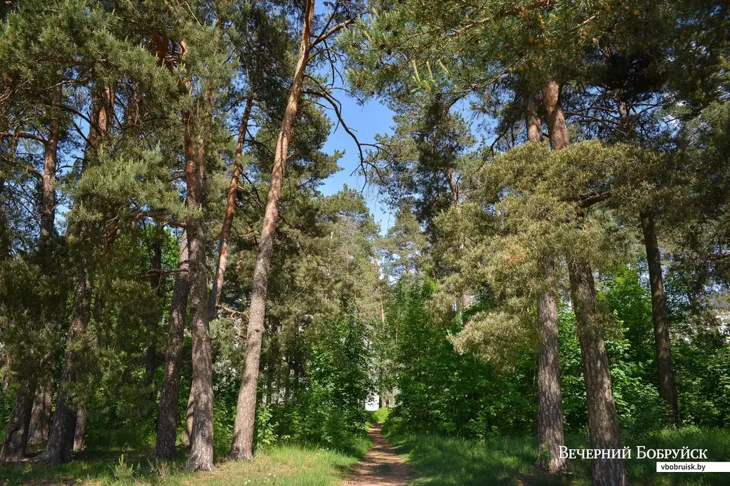 23.05.2019. Микрорайон Киселевичи. Настоящий лес.