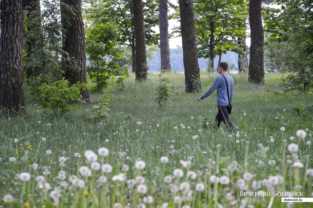 23.05.2019. Микрорайон Киселевичи – самый зеленый район Бобруйска: вышел за порог – и уже в лесу.