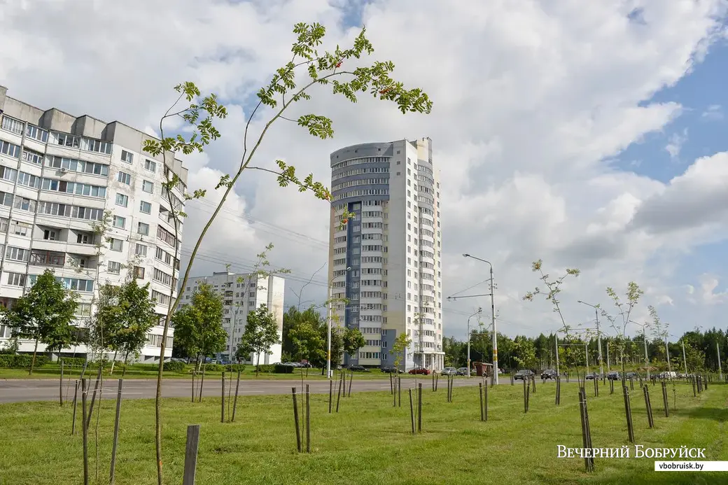 23.07.2018, Бобруйск. Молодые саженцы рябины на проспекте Строителей