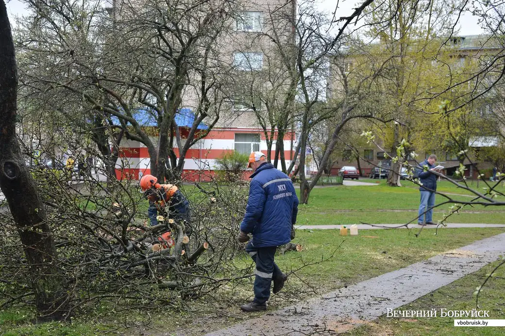 28.04.2017, Бобруйск. Яблони и груши во дворе жилого дома по ул. Советской, 80