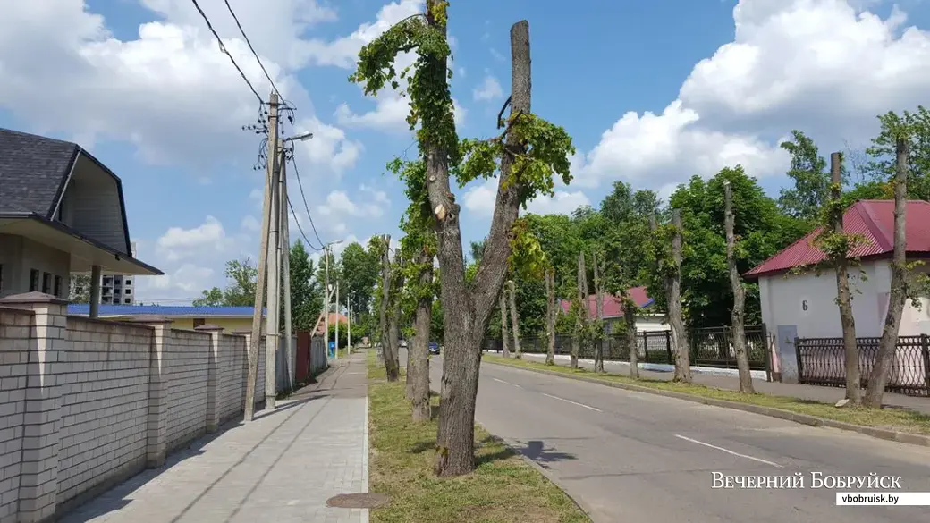 14.06.2019, Бобруйск. Обрезанные липы на Войкова