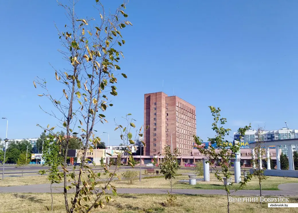 21.06.2019. Деревья в Молодёжном парке Бобруйска сохнут от жары