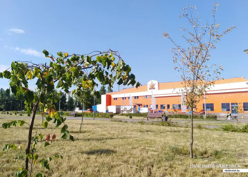 21.06.2019. Деревья в Молодёжном парке Бобруйска сохнут от жары