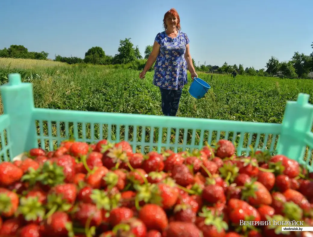 21.06.2019. Светлану Кричко из деревни Химы местные называют «клубничной королевой».