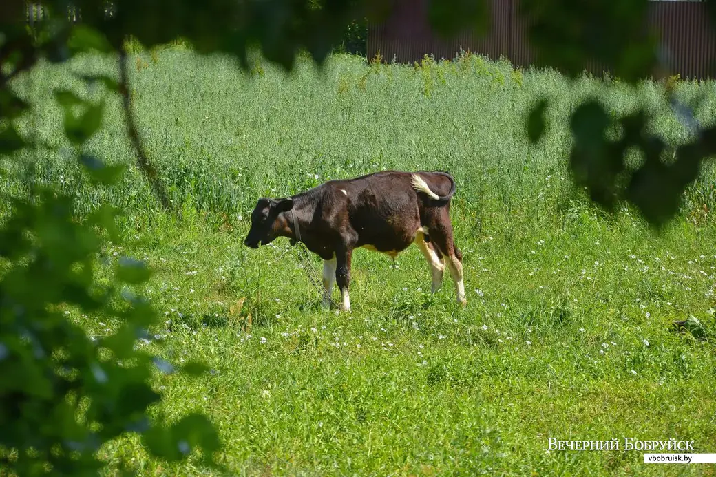 21.06.2019. В деревне Химы.