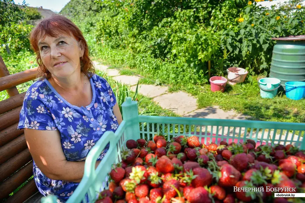 21.06.2019. Светлана Кричко из деревни Химы Бобруйского района выращивает на своем участке внушительный урожай клубники.