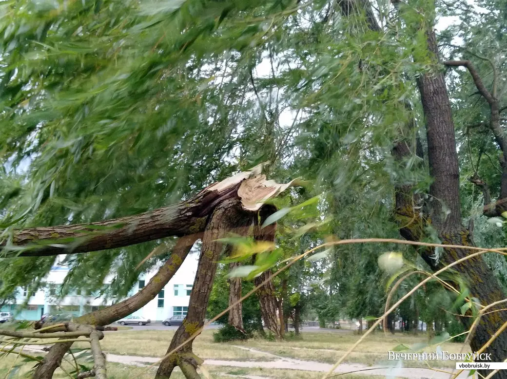 1.07.2019. Последствия шторма в Бобруйске. Ива на Рокоссовского