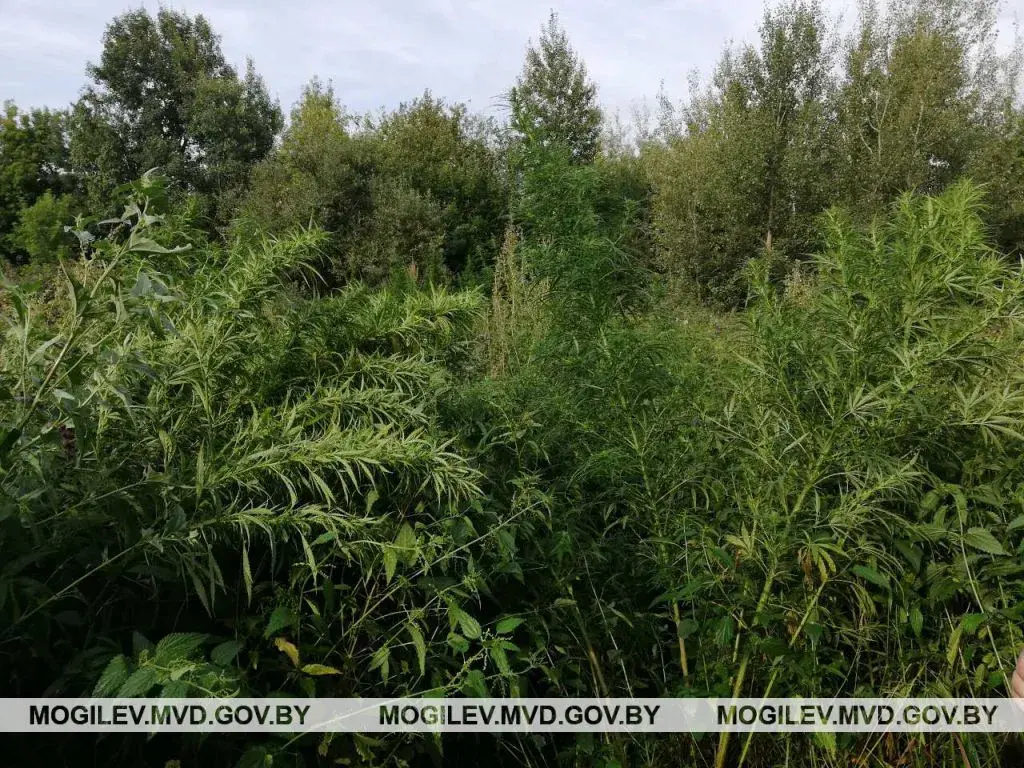 В Бобруйском районе уничтожили почти 300 кг конопли