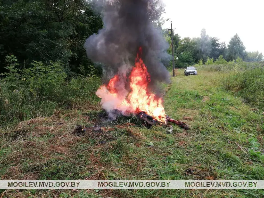В Бобруйском районе уничтожили почти 300 кг конопли