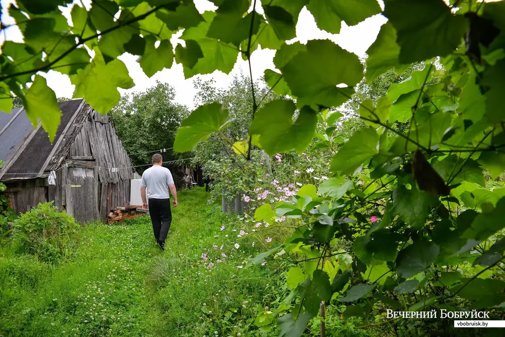 25.07.2019. Приусадебное хозяйство Руслана Литвина и Нины Коваленко в деревне Лоси Бобруйского района