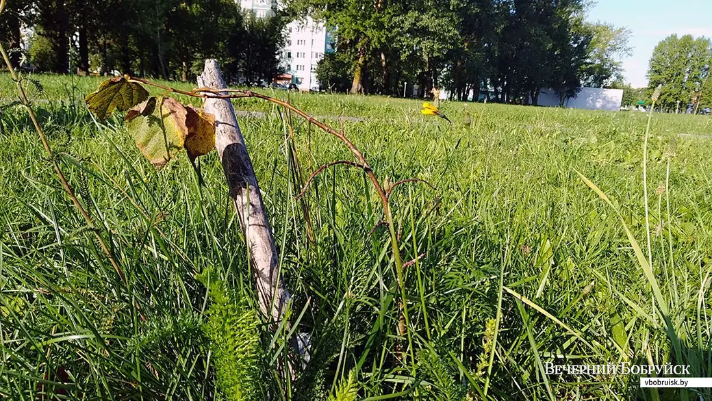 С другой стороны пара саженцев лип осталась.