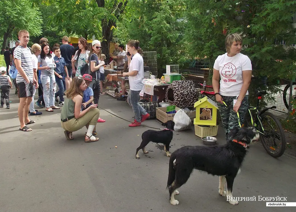 25.08.2019. Благотворительная акция «Бездомный – не значит чужой» в бобруйском городском парке.