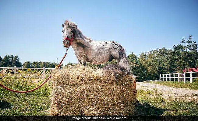Фото: ndtv.com