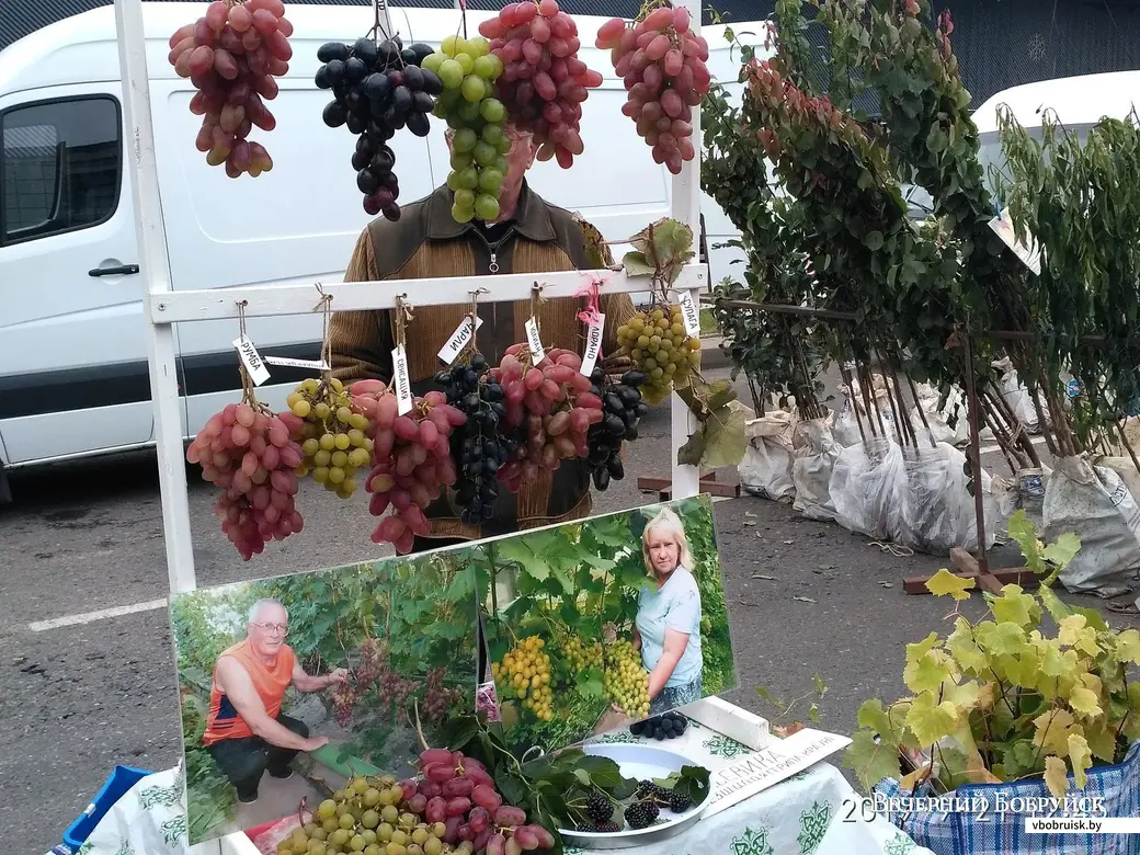 В Бобруйске начались сельскохозяйственные ярмарки.