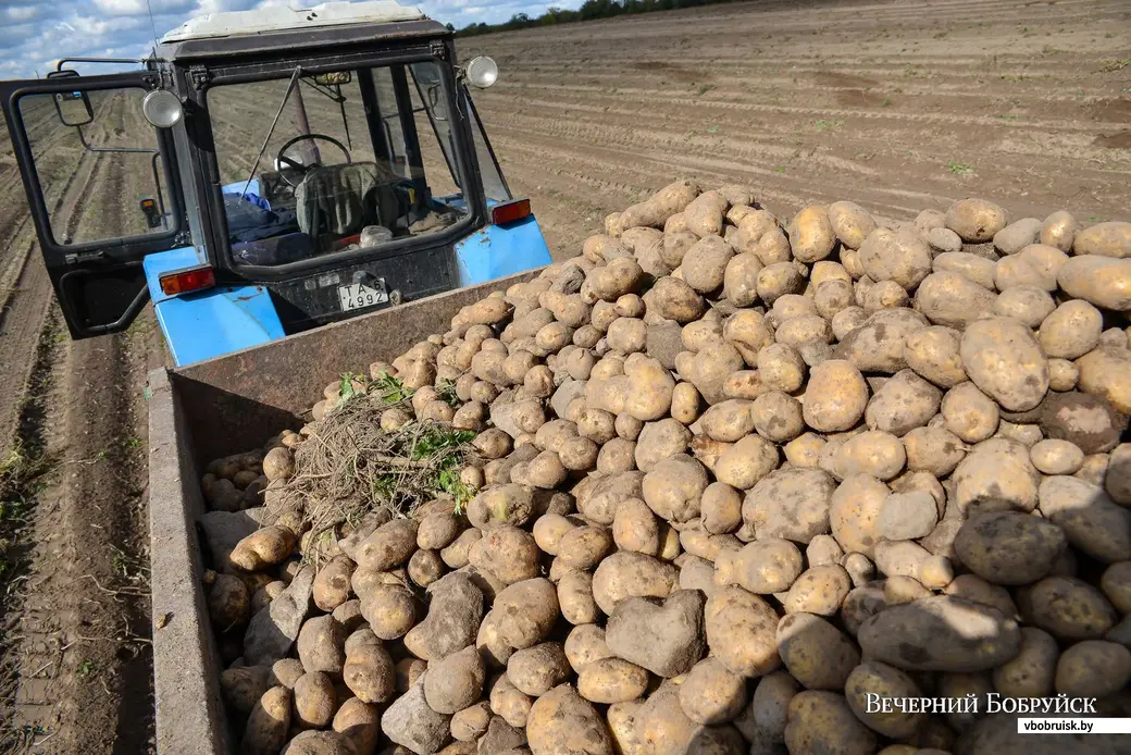 23.09.2019. Фермерское хозяйство «Гайшун» в деревне Осово Бобруйского района