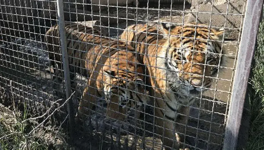 Звери, попавшие в Познаньский зоопарк из нелегального в 2017-м. Фото: Gazeta Wyborcza