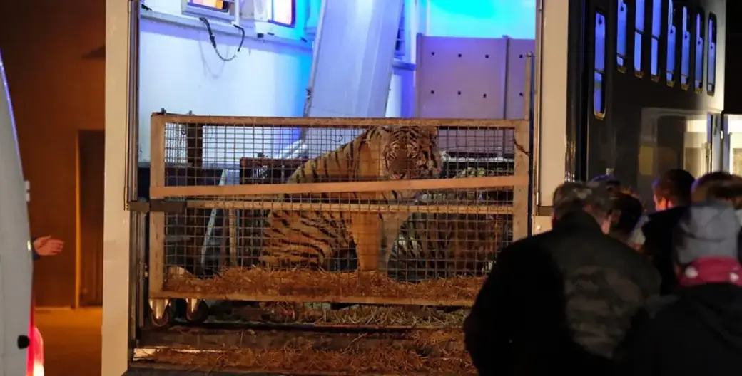 Тигры приехали в Познань. Фото: Zoo Poznań Official Site
