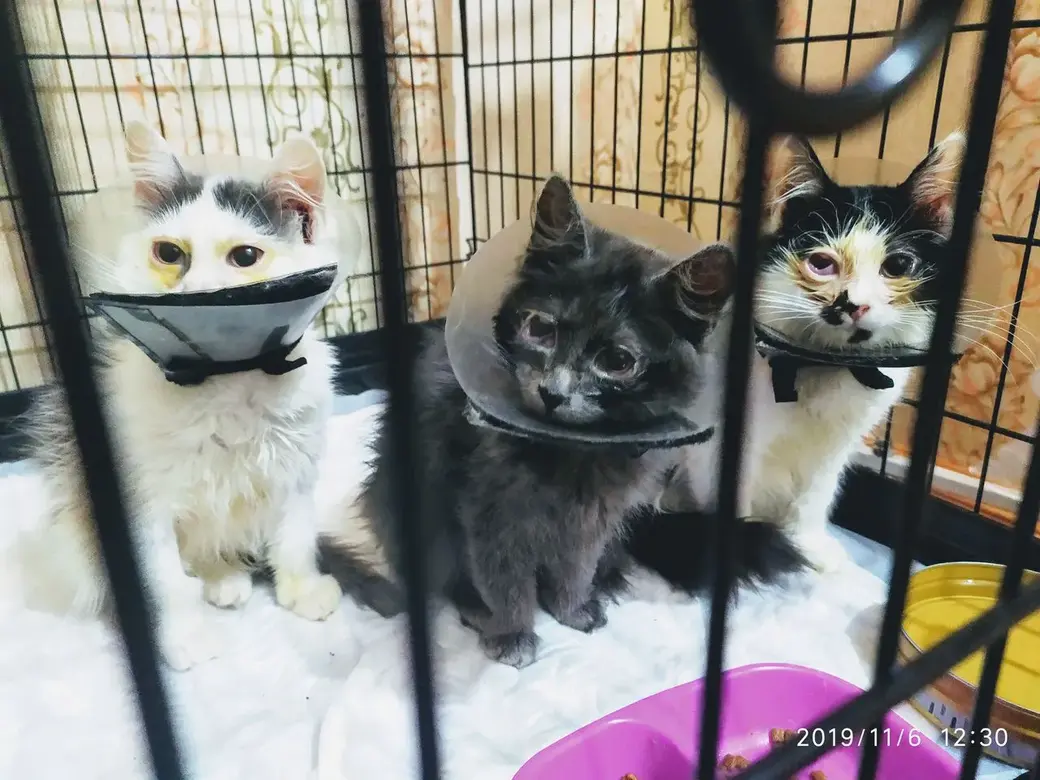 Подписчики блога помогли деньгами, и больные котята пошли на поправку.