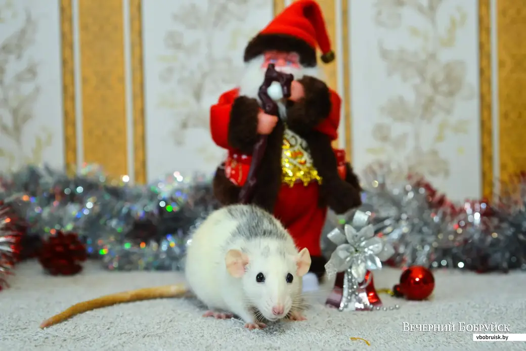06.12.2019. Декоративные крысы семьи Федоровых в новогодней атрибутике.