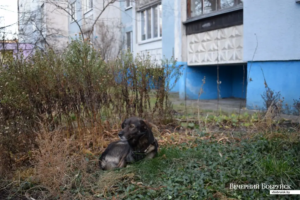 Джин остался без хозяев и без дома. Рокоссовского, 122