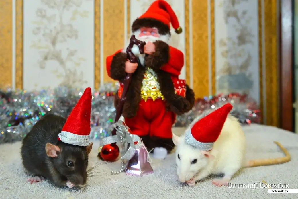 06.12.2019. Декоративные крысы семьи Федоровых в новогодней атрибутике.