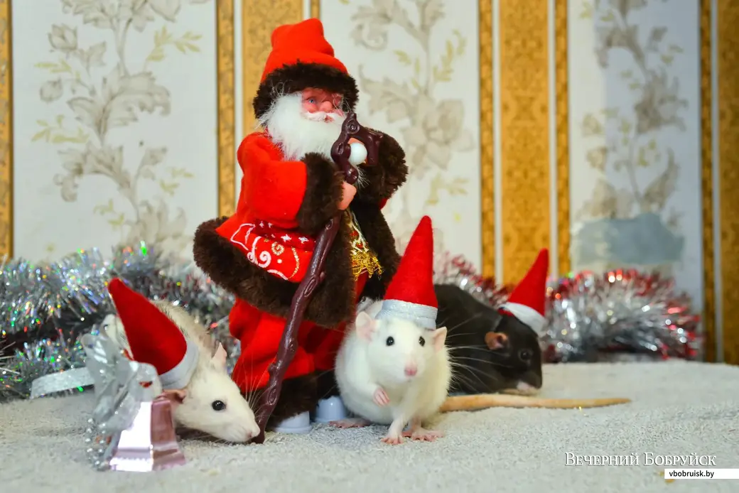06.12.2019. Декоративные крысы семьи Федоровых в новогодней атрибутике.