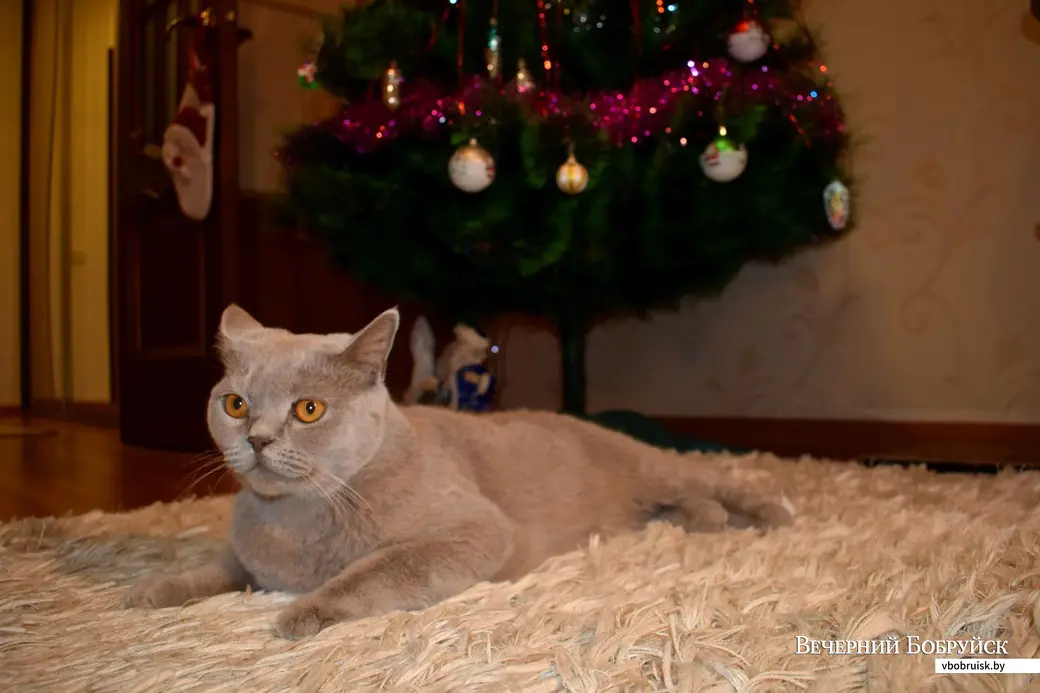 Младший член семьи – кот).