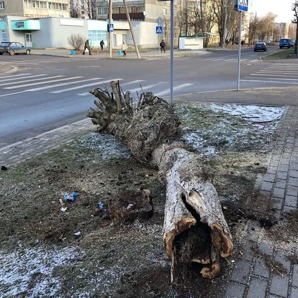 Обрезанное год назад и спиленное 8 января 2020-го дерево на углу Московской и Чонгарской. Сгнило... Фото Натальи Халанской